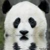 Мальки гуппи - последнее сообщение от Panda